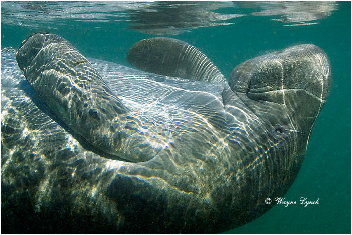 Florida Manatee 108 by Dr. Wayne Lynch &copy;